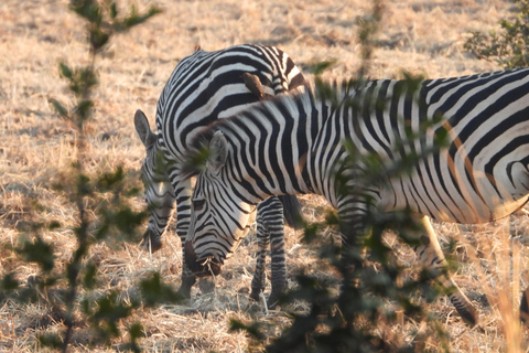 Livingstone: Recorridos de caza y paseo en rinoceronteLivingstone: Safari en el hermoso PN Mosi-Oa-Tunya