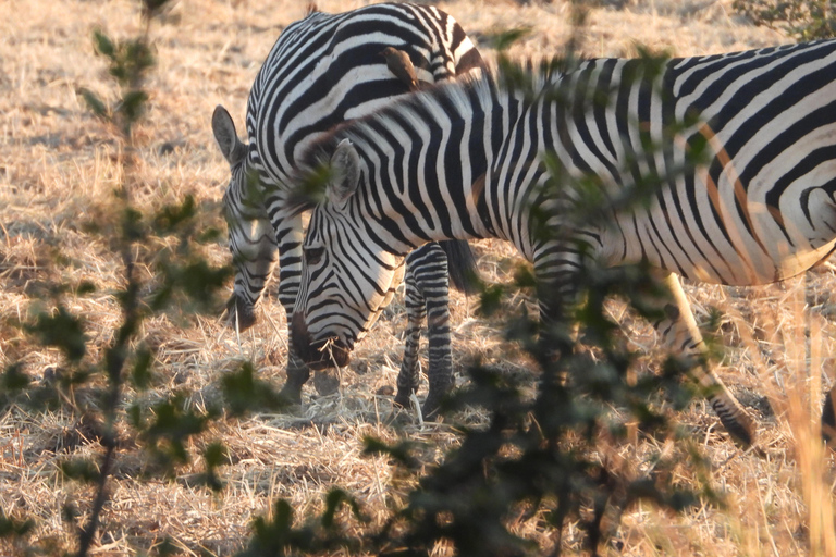 Livingstone: Recorridos de caza y paseo en rinoceronteLivingstone: Safari en el hermoso PN Mosi-Oa-Tunya