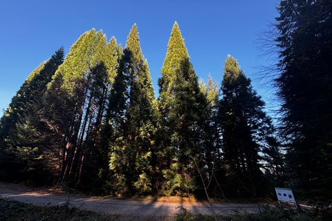 Small Group: Sofia to Kyustendil Fortress & Sequoia Park