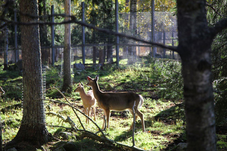 Rovaniemi: trip to the Ranua Zoo (transportation, tickets)