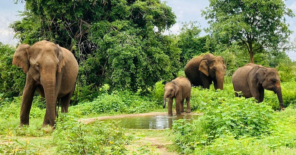 Desde Kandy Excursi N A La Fortaleza De La Roca Del Le N De Sigiriya Y