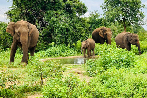 From Kandy: Sigiriya Lion Rock fortress and Village Trip