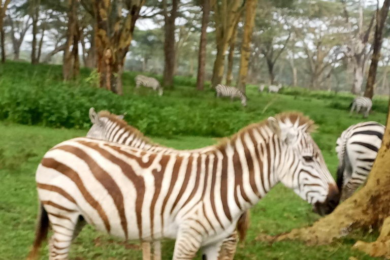 Naivasha: Crater Lake and Crescent Island Day Trip