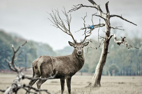 Nairobi: Nationaal Park, Olifantenweeshuis &amp; Giraffencentrum