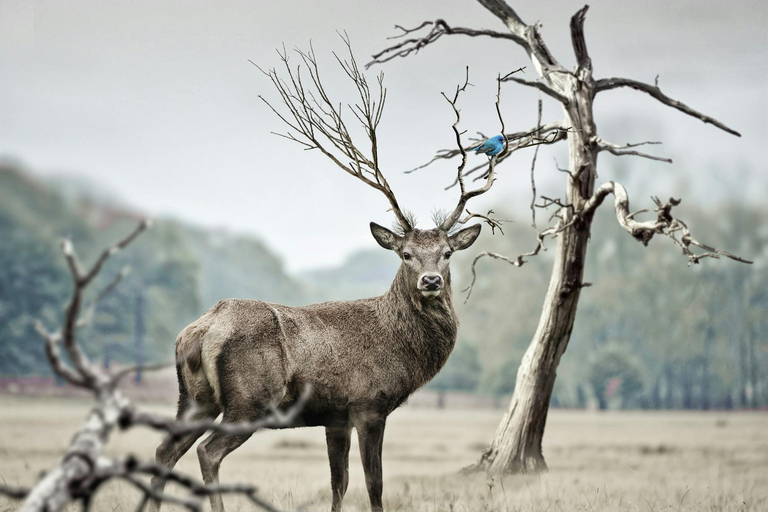 Nairobi: Nationaal Park, Olifantenweeshuis &amp; Giraffencentrum