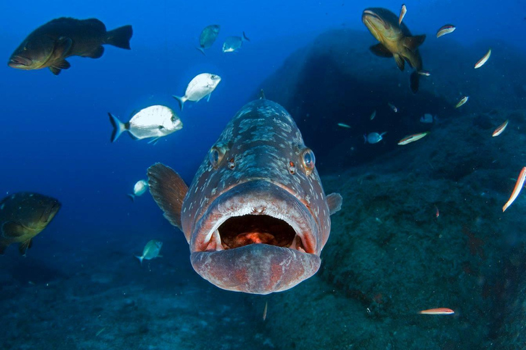 Sardinien - La Maddalena: Taucherlebnis entdeckenLa Maddalena: Taucherlebnis entdecken