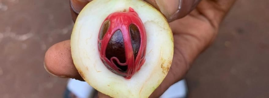 Zanzibar : visite guidée de la forêt de Jozani et de la ferme d'épices