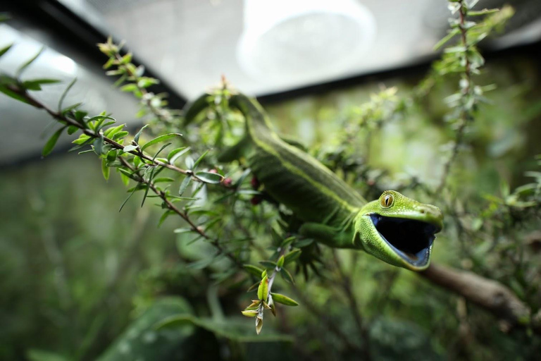 Tickets für den Wellington ZooEintrittskarten für den Wellington Zoo