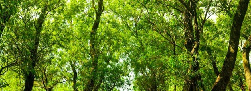 Sulina : excursion d'une journée dans la forêt de Letea