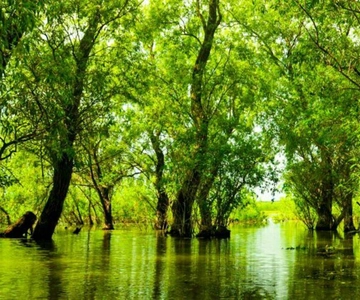 Sulina: Viagem de 1 dia à Floresta de Letea