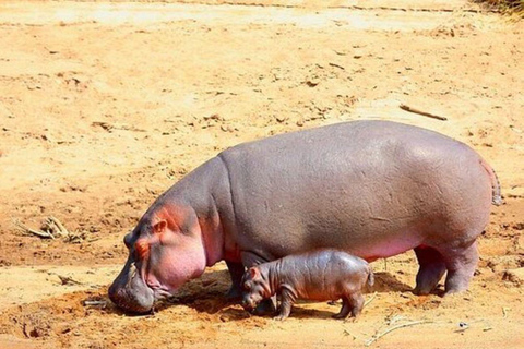 Overnight Safari to Tsavo East From Diani Beach