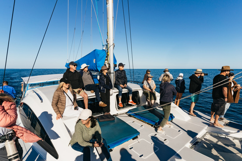 Hervey Bay: Exclusive Whale Watch Encounter Hervey Bay: Exclusive Whale Watch Encounter