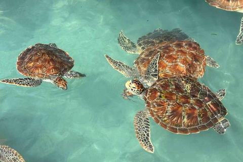 Zanzibar: Sea turtle Swim at Salam cave in Kizimkazi village Zanzibar: Swim with sanctuary Tortoise at salam and transfer