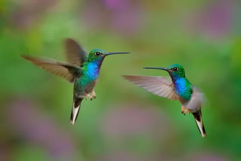 Tobago: Argyle Waterfall & Tropical Garden with Hummingbirds
