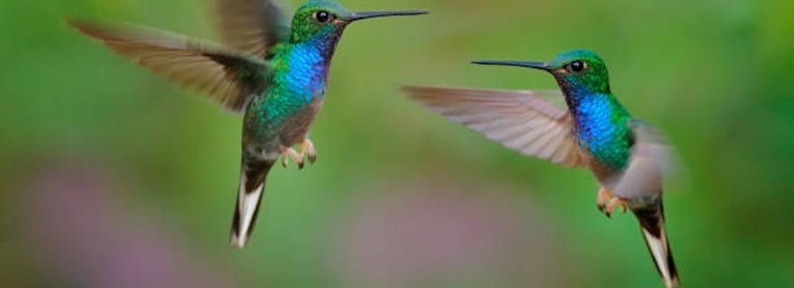 Tobago : Cascade d'Argyle et jardin tropical avec colibris