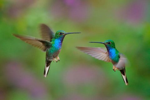 Tobago: Lo más destacado y Jardín Tropical con Colibríes