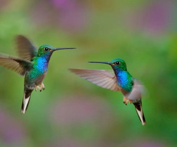 Tobago: Argyle Waterfall & Tropical Garden with Hummingbirds