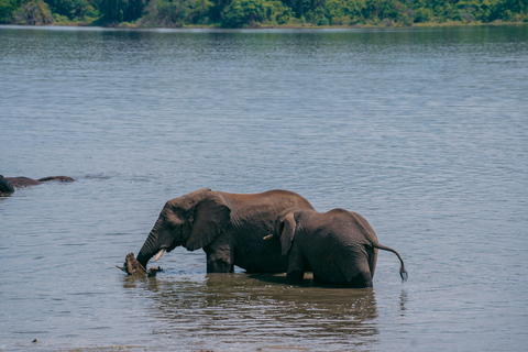 Kigali: Akagera National Park Safari with Boat Cruise