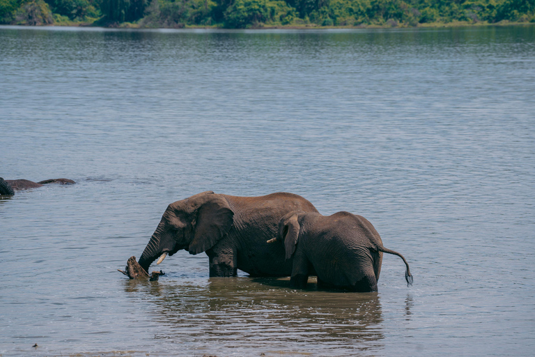 Kigali: Akagera National Park Safari with Boat Cruise