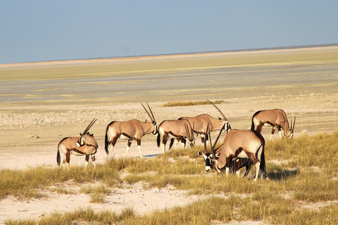 Windhoek: 3-Day Guided Safari in Etosha with Lodge