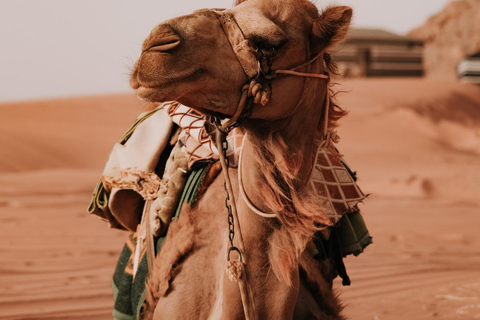 Depuis Amman : excursion privée de 2 jours à Pétra, Wadi Rum et la mer MorteTransport et hébergement