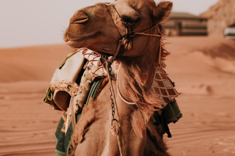 Depuis Amman : excursion privée de 2 jours à Pétra, Wadi Rum et la mer MorteTransport et hébergement