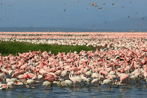 Nakuru: 3 Days Lake Nakuru National Park