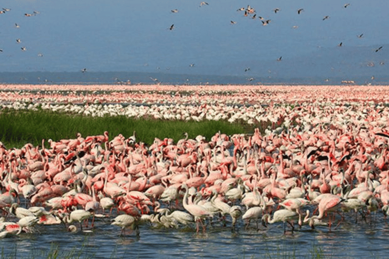 Nakuru: 3 Days Lake Nakuru National Park