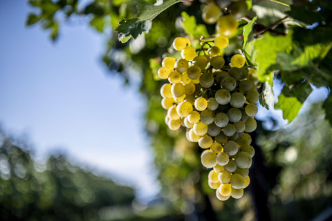 Innsbruck: Guided City Tour with Wine Tasting