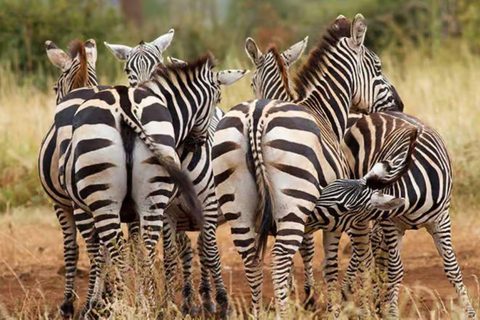 2 days 1 night saltlick safari from Diani/Mombasa.