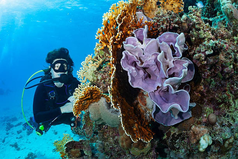 Hurghada: Dive Experience for Beginners or Certified Divers Full-Day Scuba Diving for Certified Divers