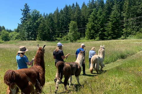 Roy, Washington : randonnée avec des lamas et rencontre avec des alpagas