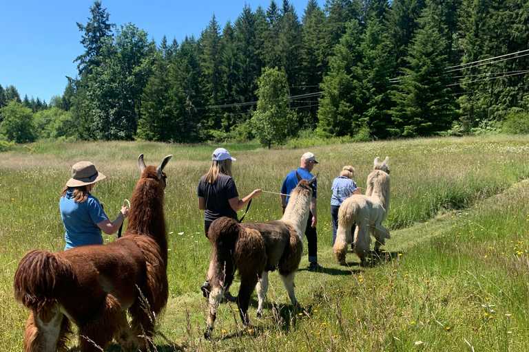 Roy, Washington : randonnée avec des lamas et rencontre avec des alpagas