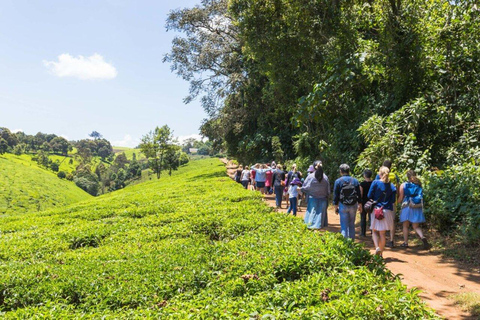 Nairobi: Tea Farm Tour with Forest Walk and Lunch