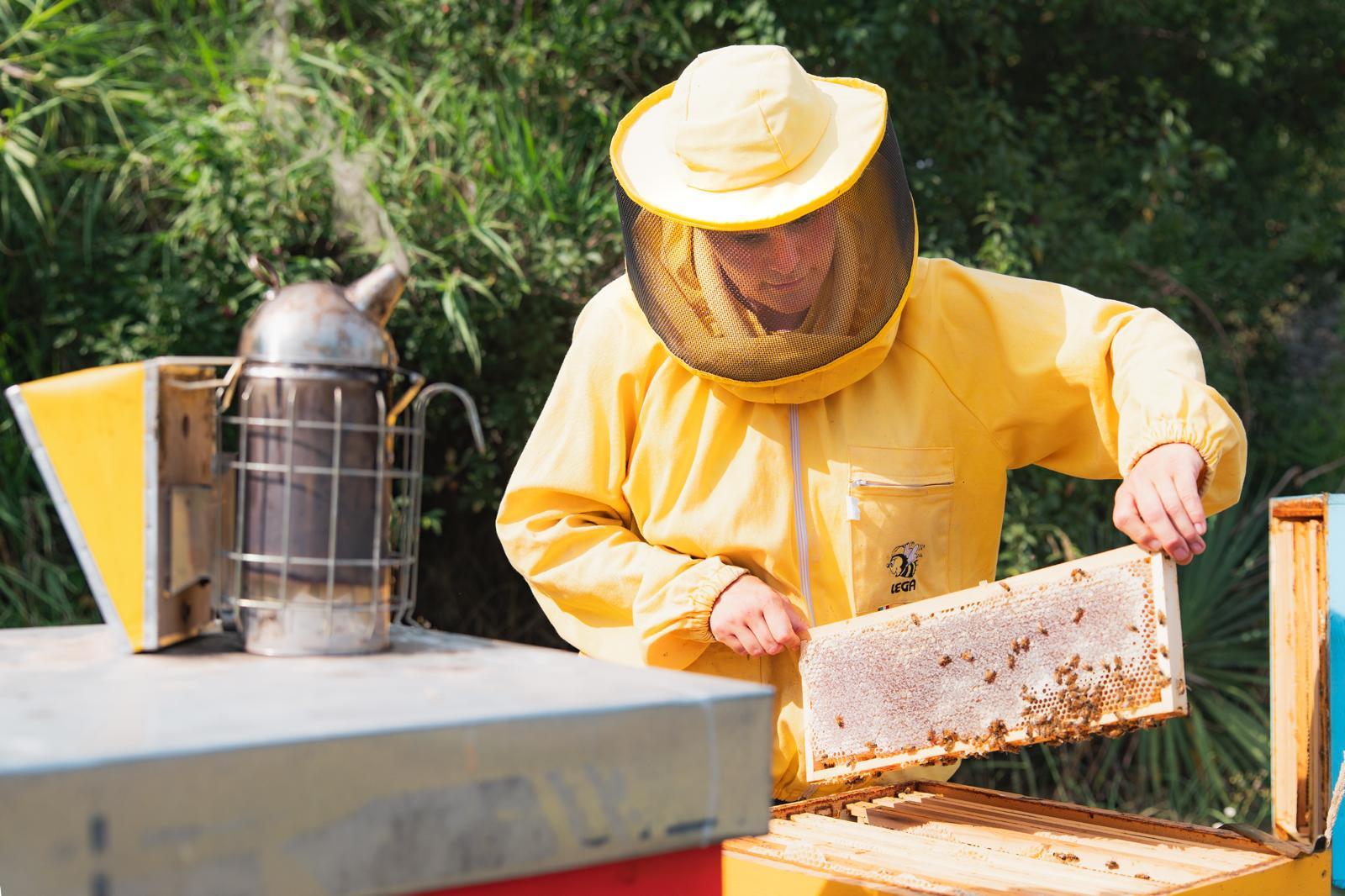 Viareggio: Besuch im Bienenstock und Verkostung