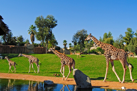 Valencia: Bioparc Valencia Eintrittskarte