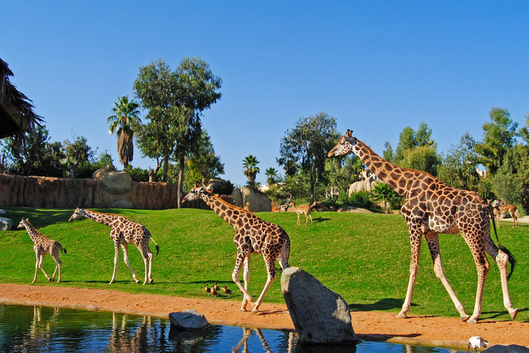 Valencia: Bioparc Valencia Biljett för inträde