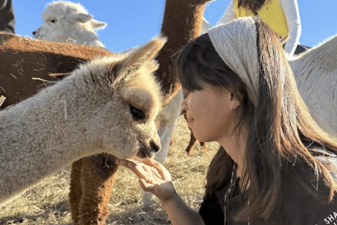 Canterbury: Shamarra Alpacas Farm Tour