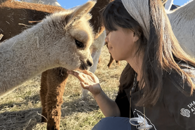 Canterbury: Shamarra Alpacas Farm Tour
