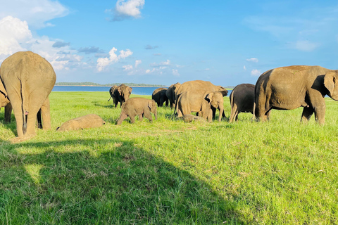 Ella to Anywhere: Private Scenic Journey & Flexible Stops Private Car with Driver – Up to 125 km (Island-wide)