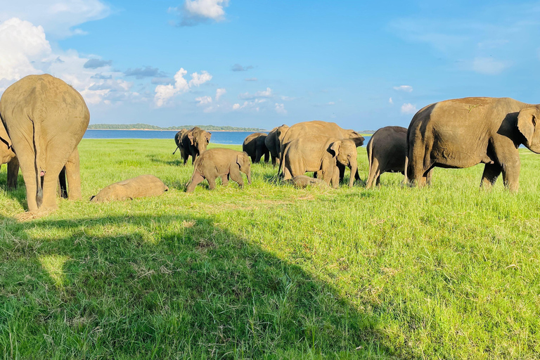 Ella to Anywhere: Private Scenic Journey & Flexible Stops Private Car with Driver – Up to 125 km (Island-wide)