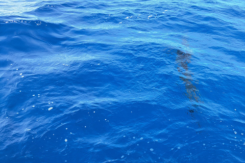 Pesca en alta mar