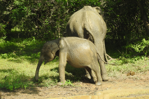 From Ella & Yala Safari and drop Waligama, Mirissa, Tangalle Yala Leopard and Elephants safari Full day