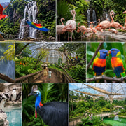 Bird Paradise Entry Ticket with Hotel Transfers