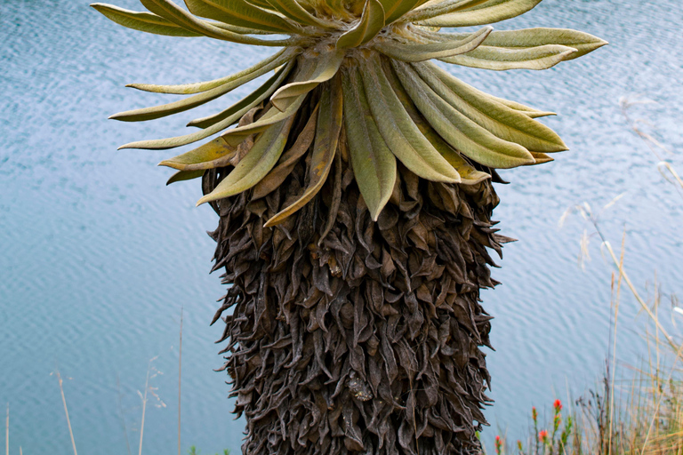 Z Bogoty: prywatna wycieczka do Parku Narodowego ChingazaPark Narodowy Chingaza – transport, bilety i przewodnik