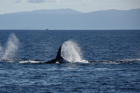 Cairns: Fitzroy Island and Humpback Whale Watching Tour 8:30 Departure
