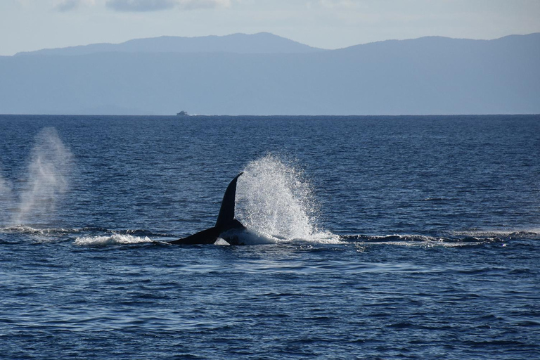 Cairns: Fitzroy Island and Humpback Whale Watching Tour 8:30 Departure