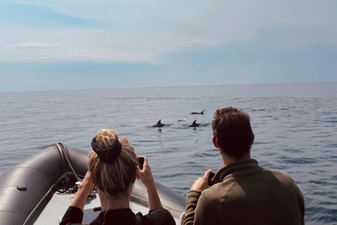 Sesimbra: Tour in barca per l&#039;osservazione dei delfini di Arrábida con biologoSesimbra: Tour in barca con biologo per l&#039;osservazione dei delfini di Arrábida