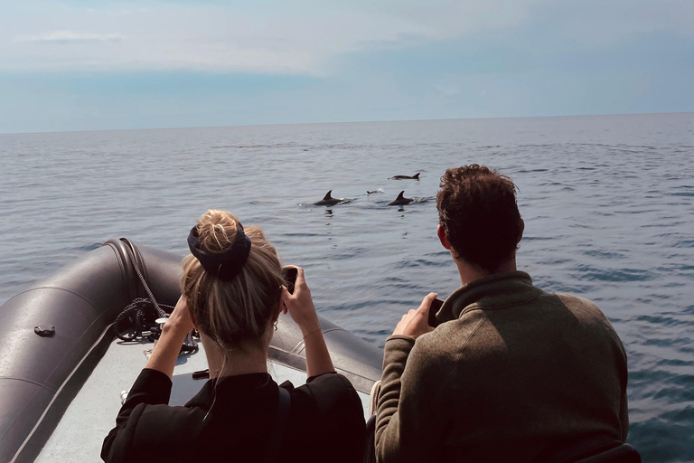 Sesimbra: Tour in barca per l&#039;osservazione dei delfini di Arrábida con biologoSesimbra: Tour in barca con biologo per l&#039;osservazione dei delfini di Arrábida