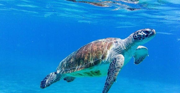 Willemstad: Curaçao’s Top 3 Beaches & Swim with Turtles Tour